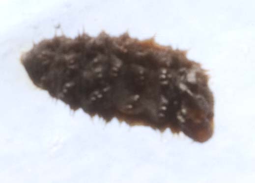 Larva di coccinella ? no, di sirfide